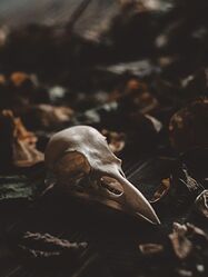 череп птицы